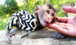 小猴子视频,欢乐时光，趣味无限